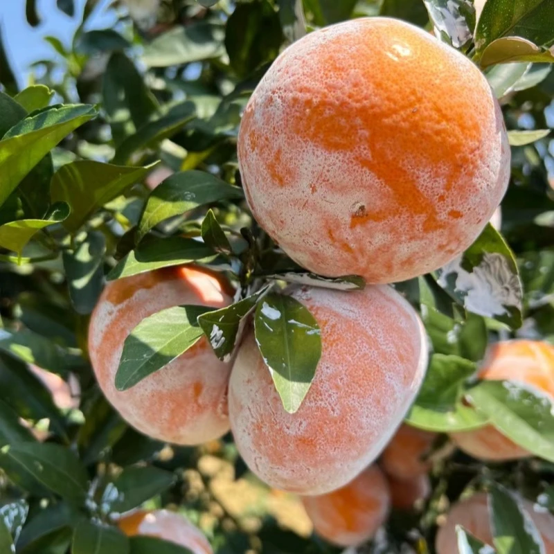 广西脏脏柑茂谷柑5/10斤新鲜现摘水果皮薄多汁酸甜孕妇水果