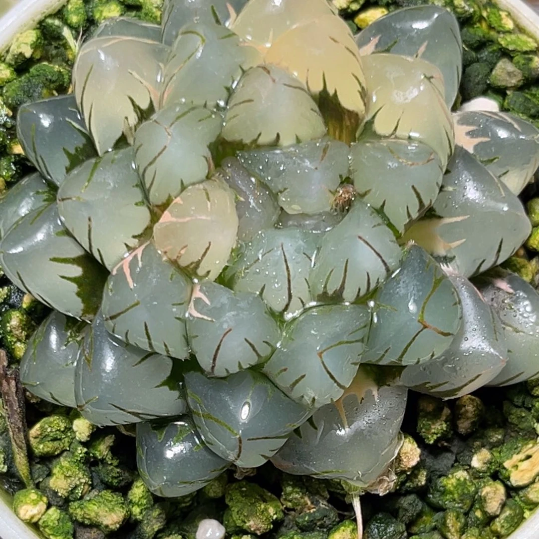 恭喜发财大吉大利982