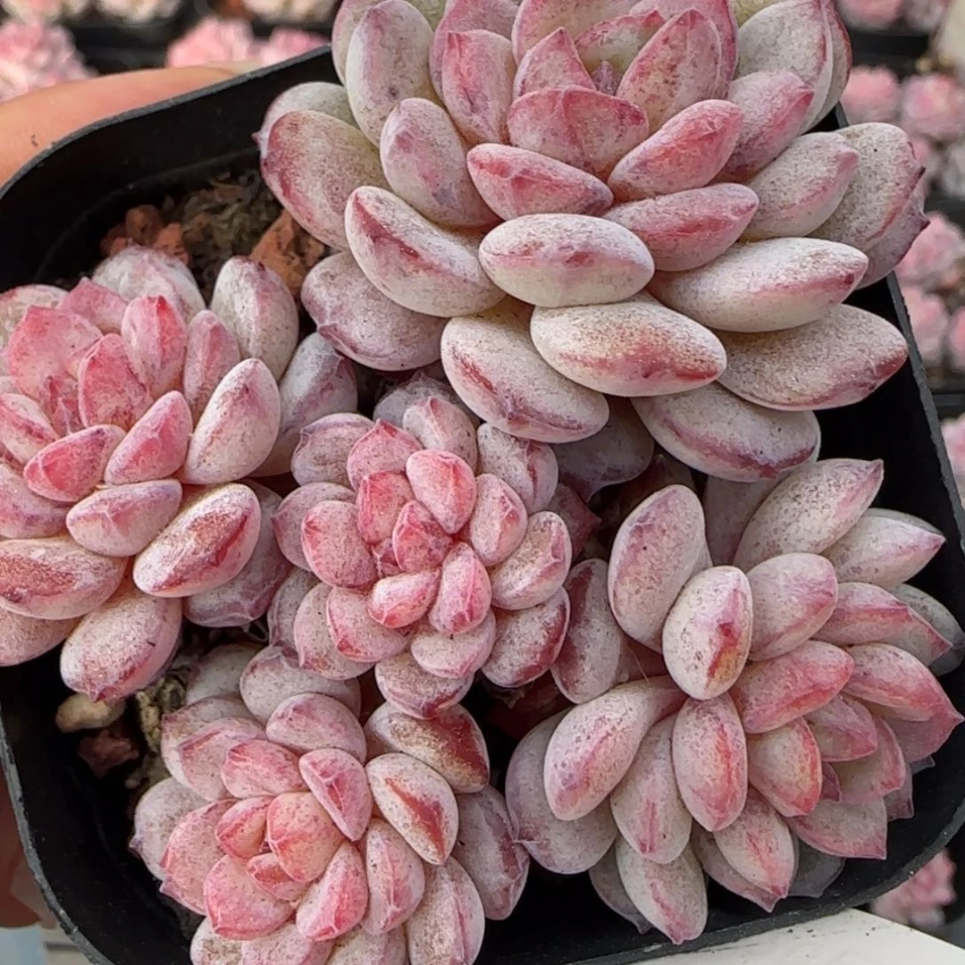 花语逸境0218-02开播福利点绛唇