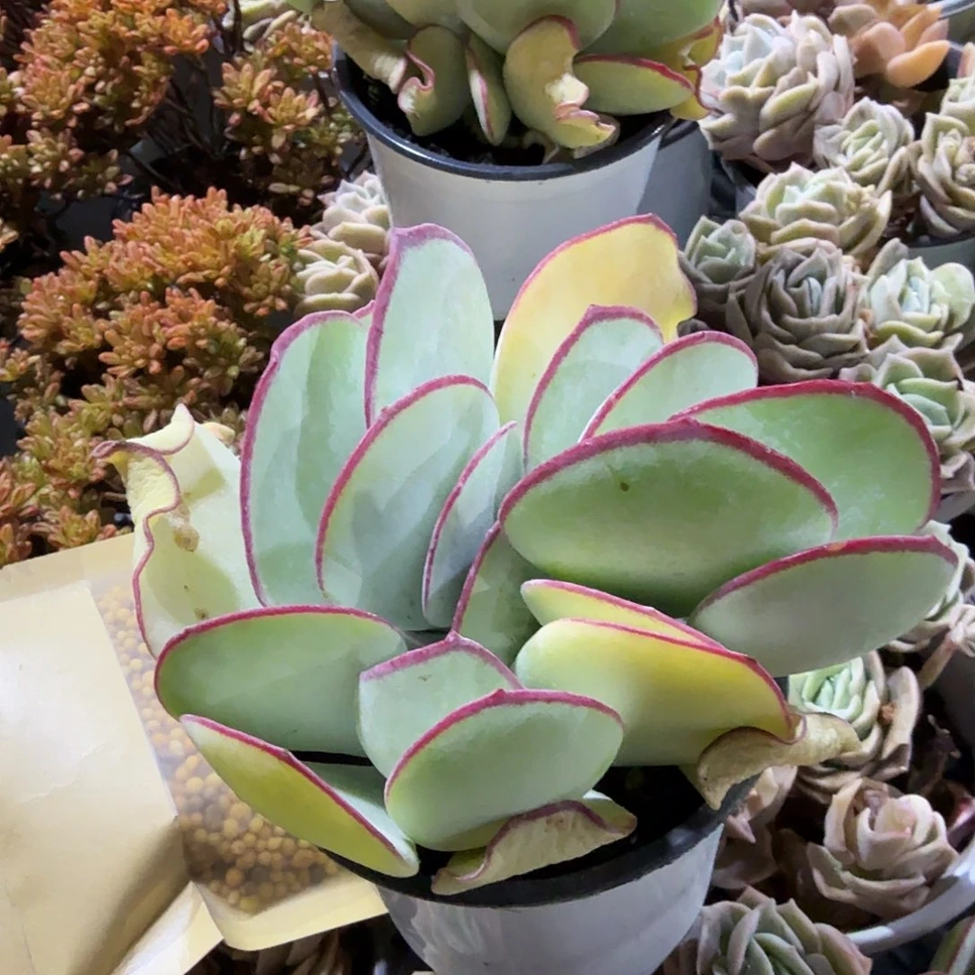 白眉群生多肉植物精品