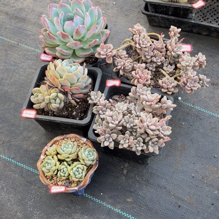 修**号艾伦两颗卡橙冰玉橙梦露