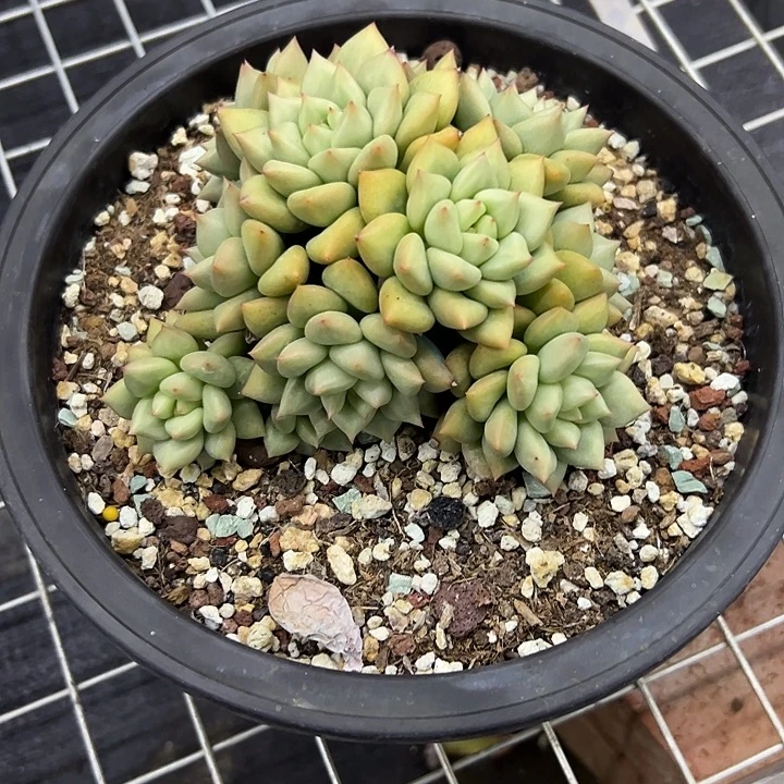 黄金象牙28 零零多肉植物