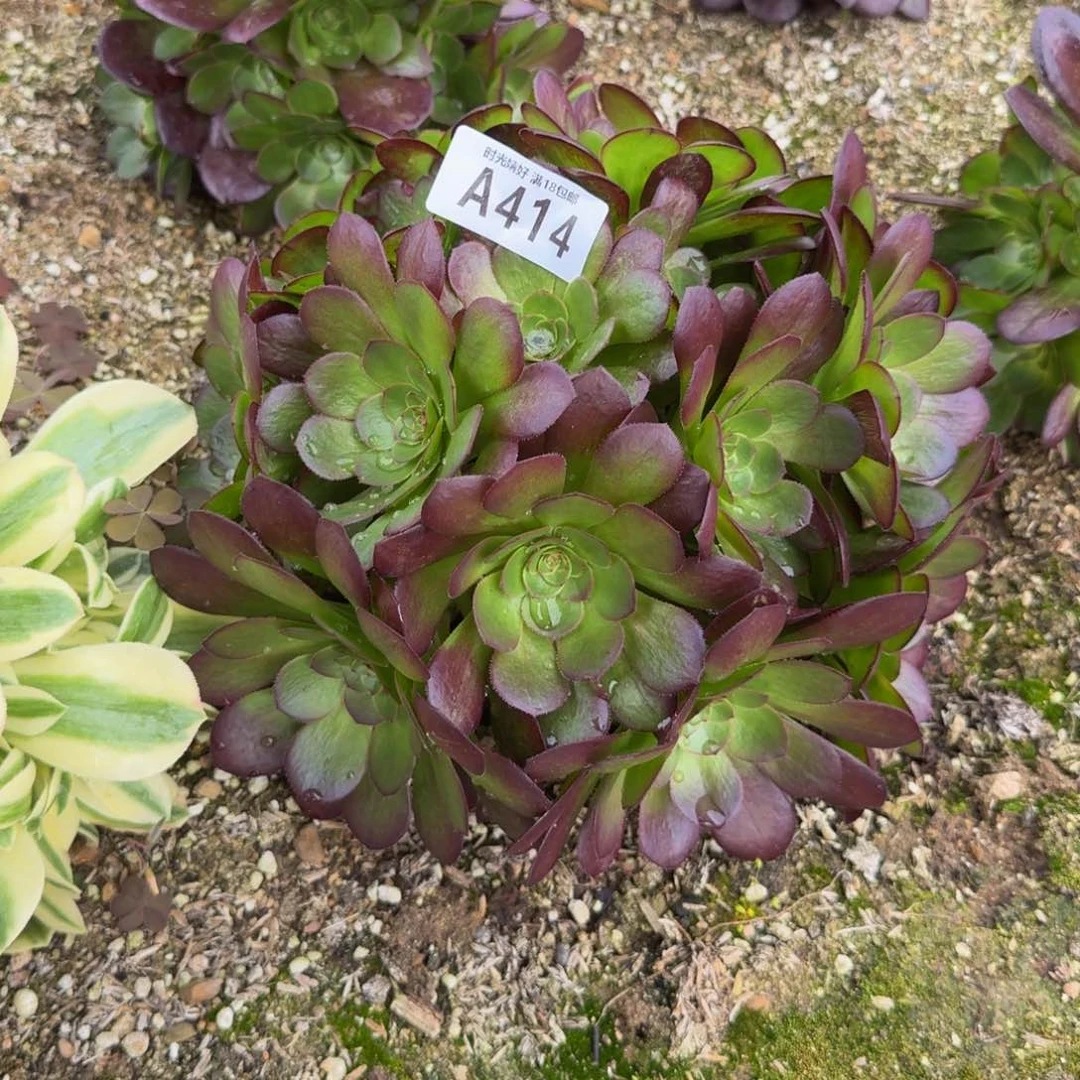 414雨荷。多肉植物