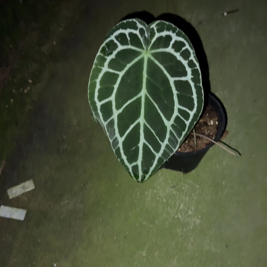 无花朵黑水晶花烛