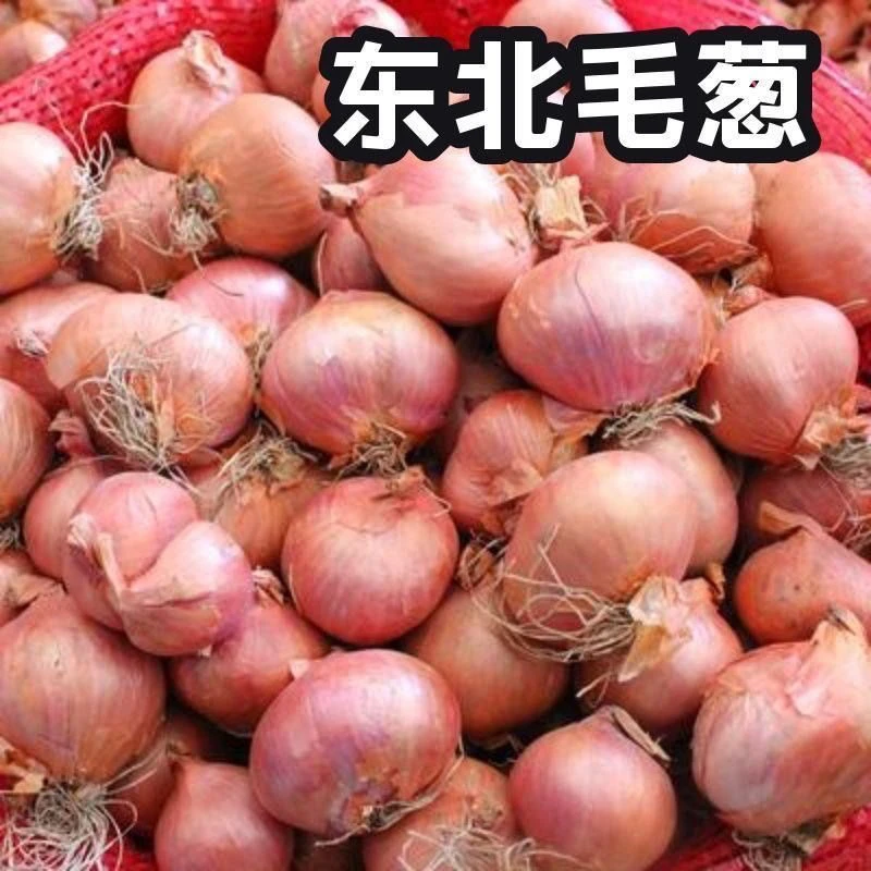 东北毛葱农家小毛葱鬼子葱小洋葱新鲜上市 毛葱种植手工精选