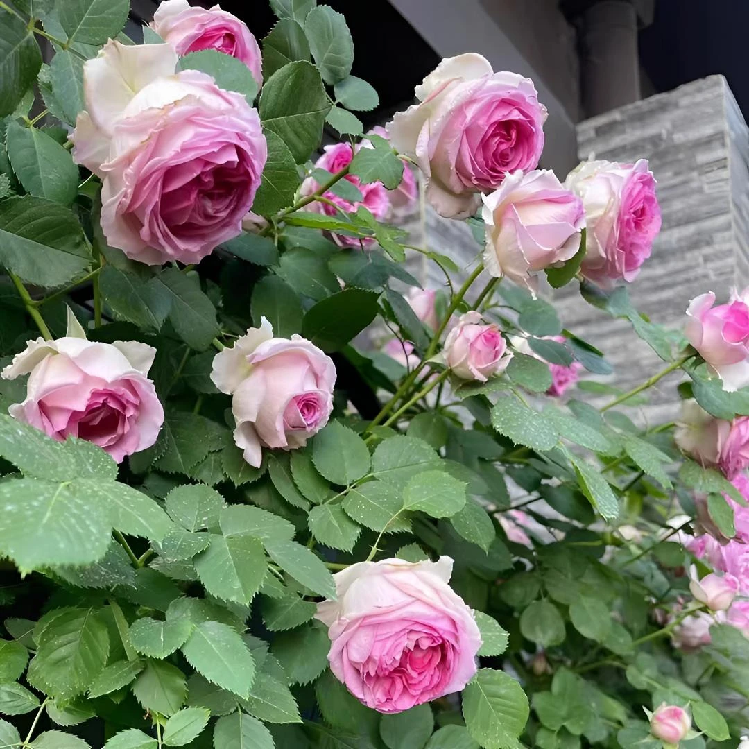 【罗伊】爬藤月季蔷薇花苗大花多季开花庭院藤本花卉盆栽地栽罗衣