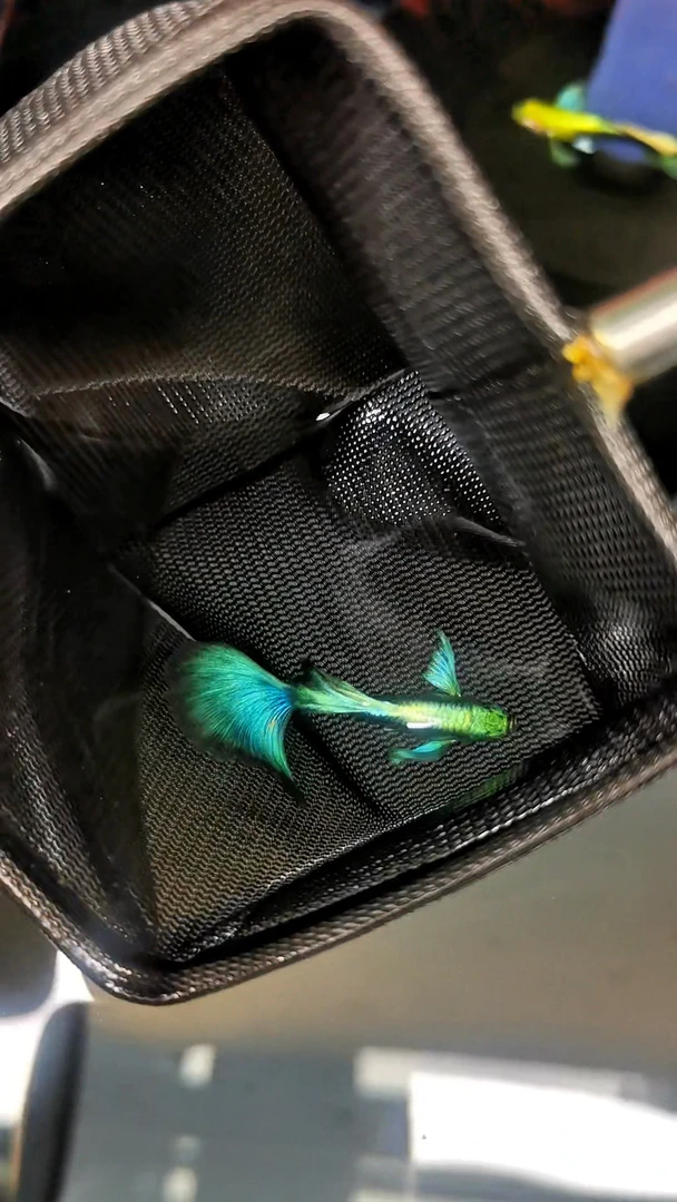 老沙精品孔雀鱼专拍 二单包邮