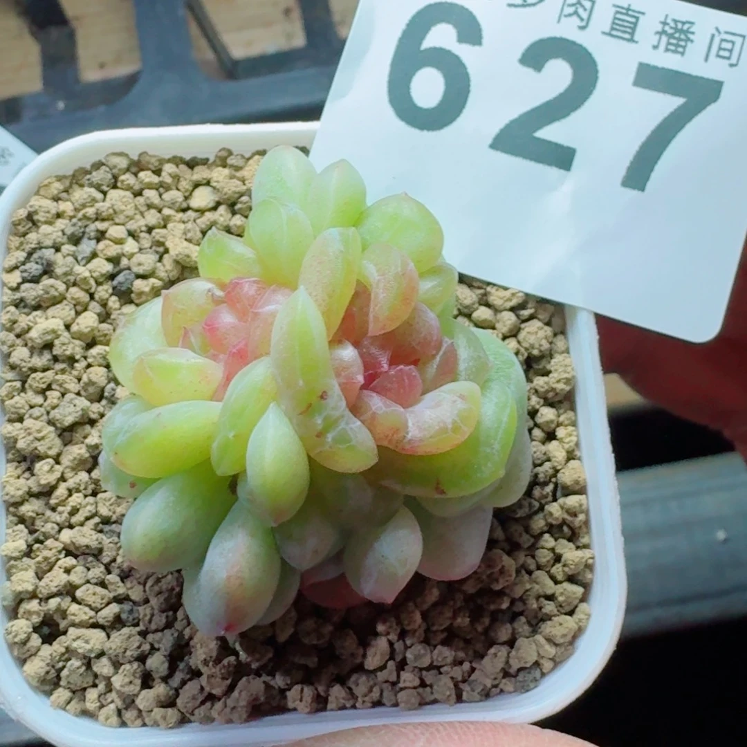 柰***柰珍妮      愿你一路坦途，乘风破浪展宏图