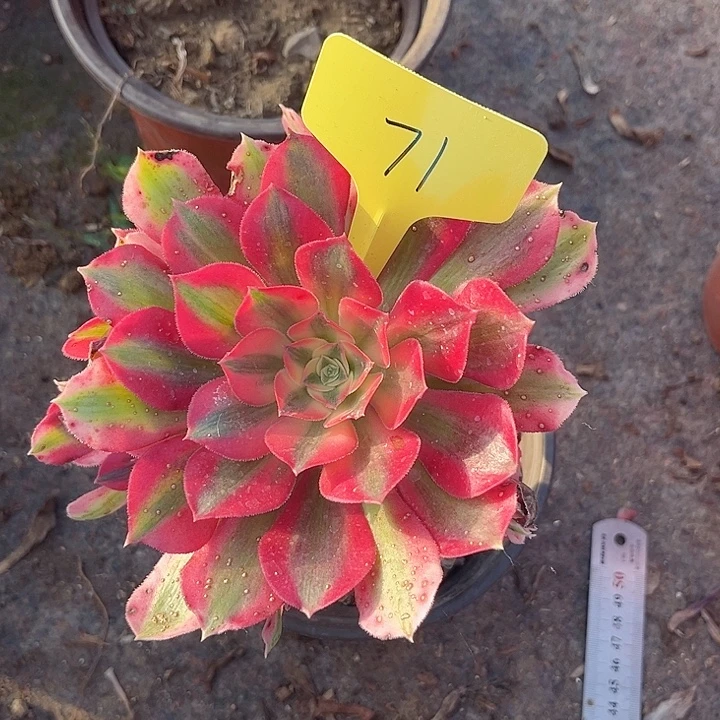 71一颗粉女巫法师