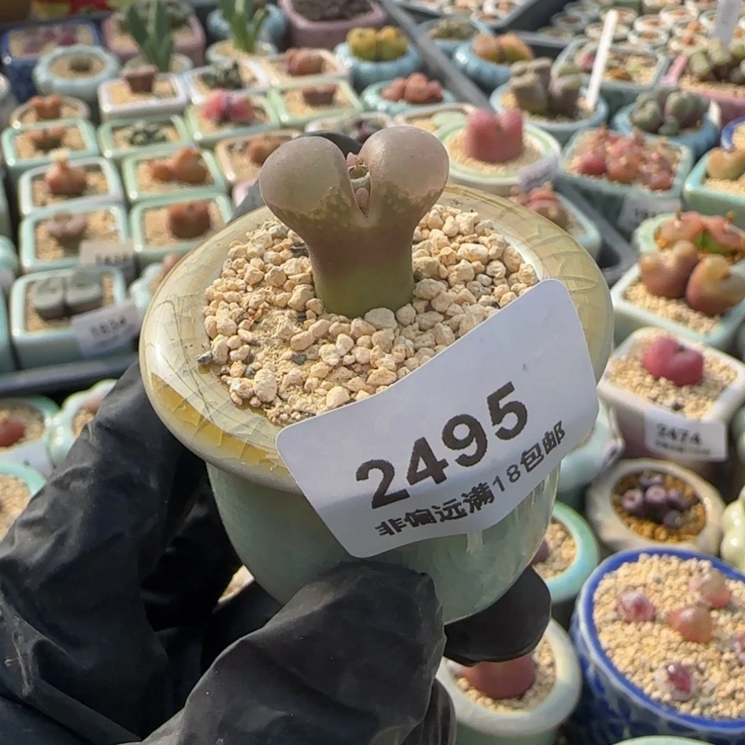 2495--一物一拍 带盆