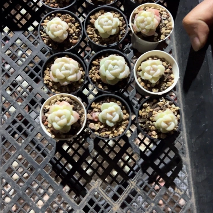 果肉一物一拍专拍