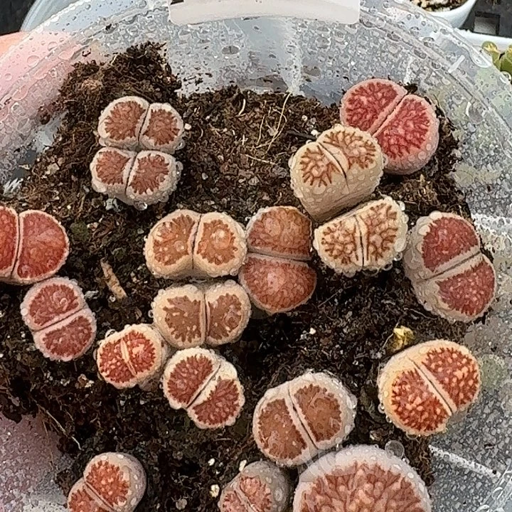 3多肉植物多肉植物