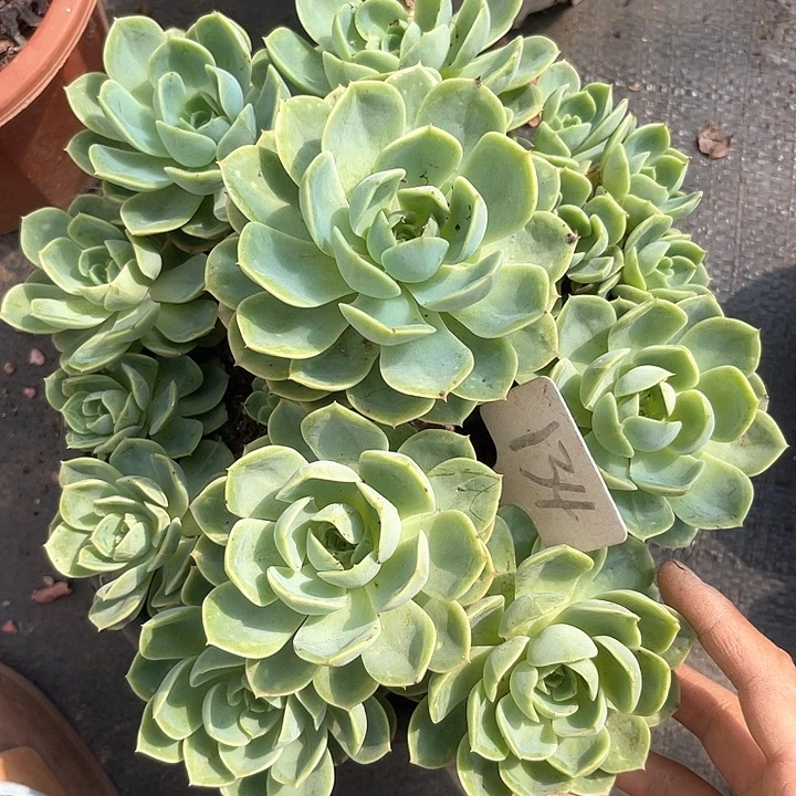 晨语多肉，一组自拍哈密瓜134