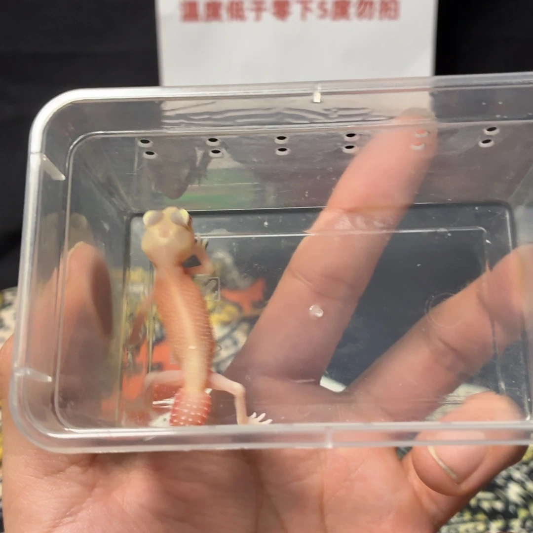 瘤尾守宫瘤尾守宫可爱入门