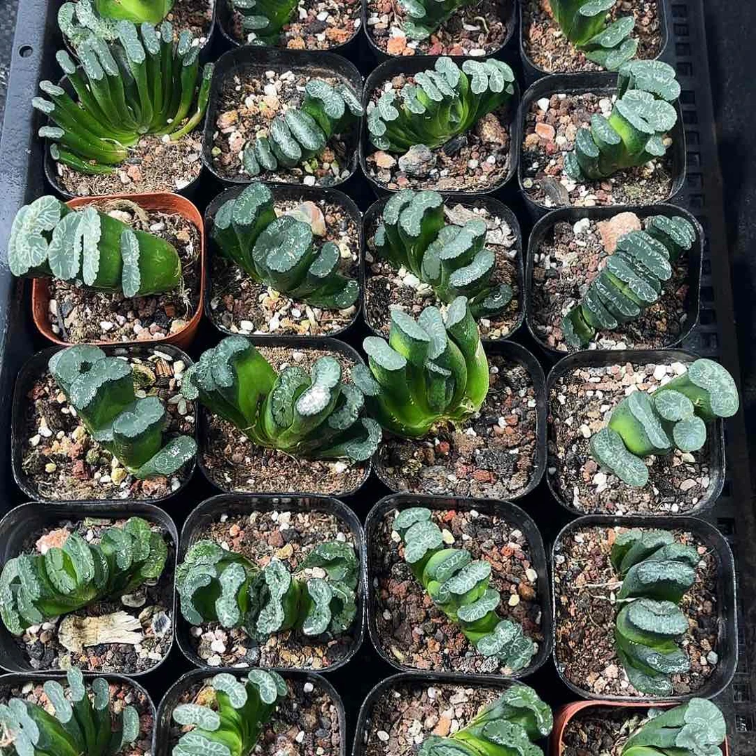 两颗玉扇多肉植物