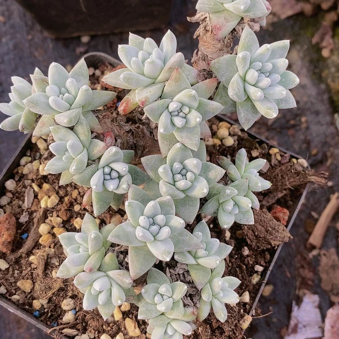 【闪购商品】哈哈哈哈白菊1355多肉