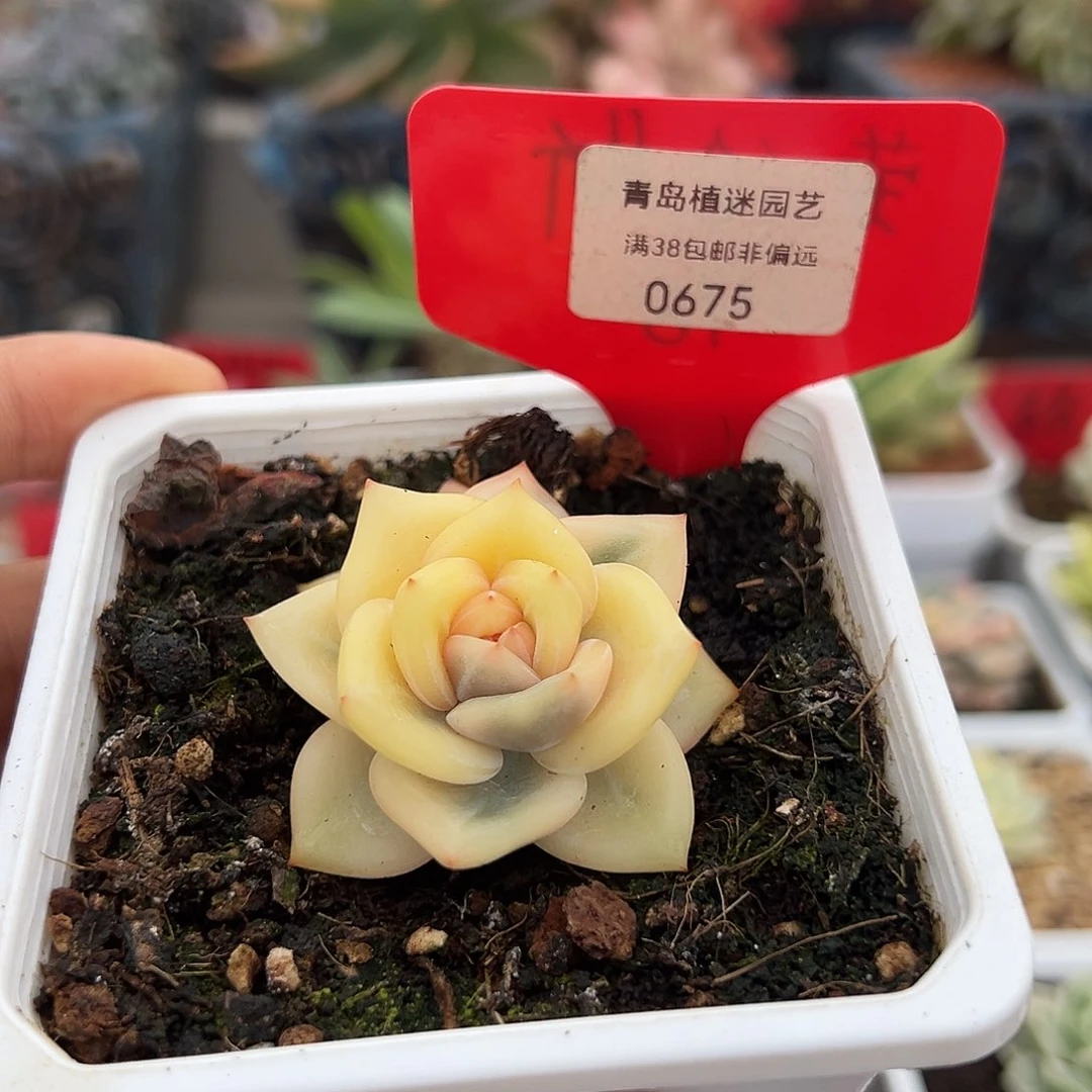 675号伊丽莎白锦多肉