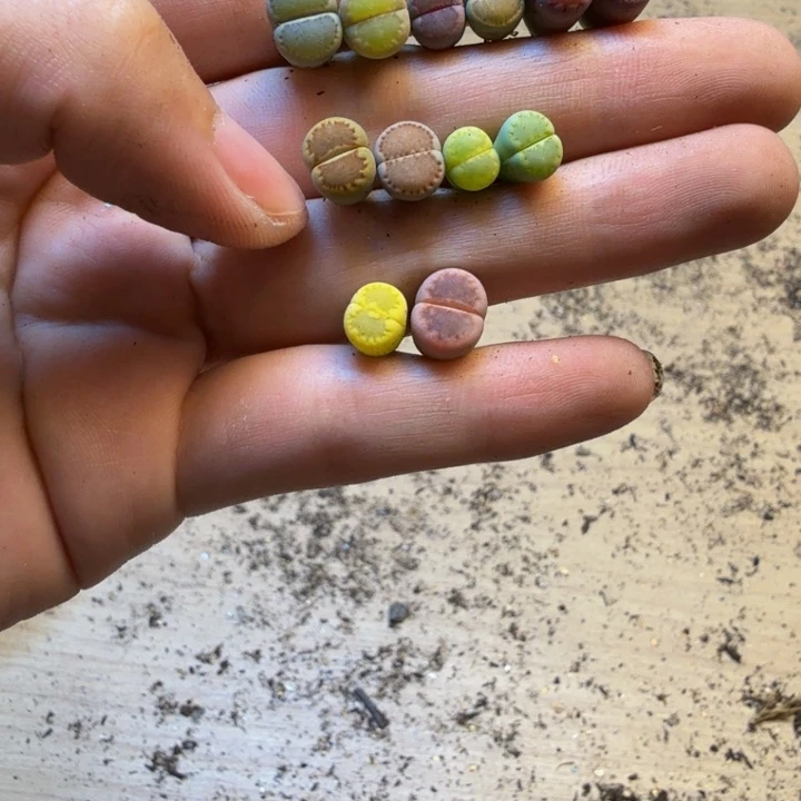 颖***寅多肉植物的生长发育58
