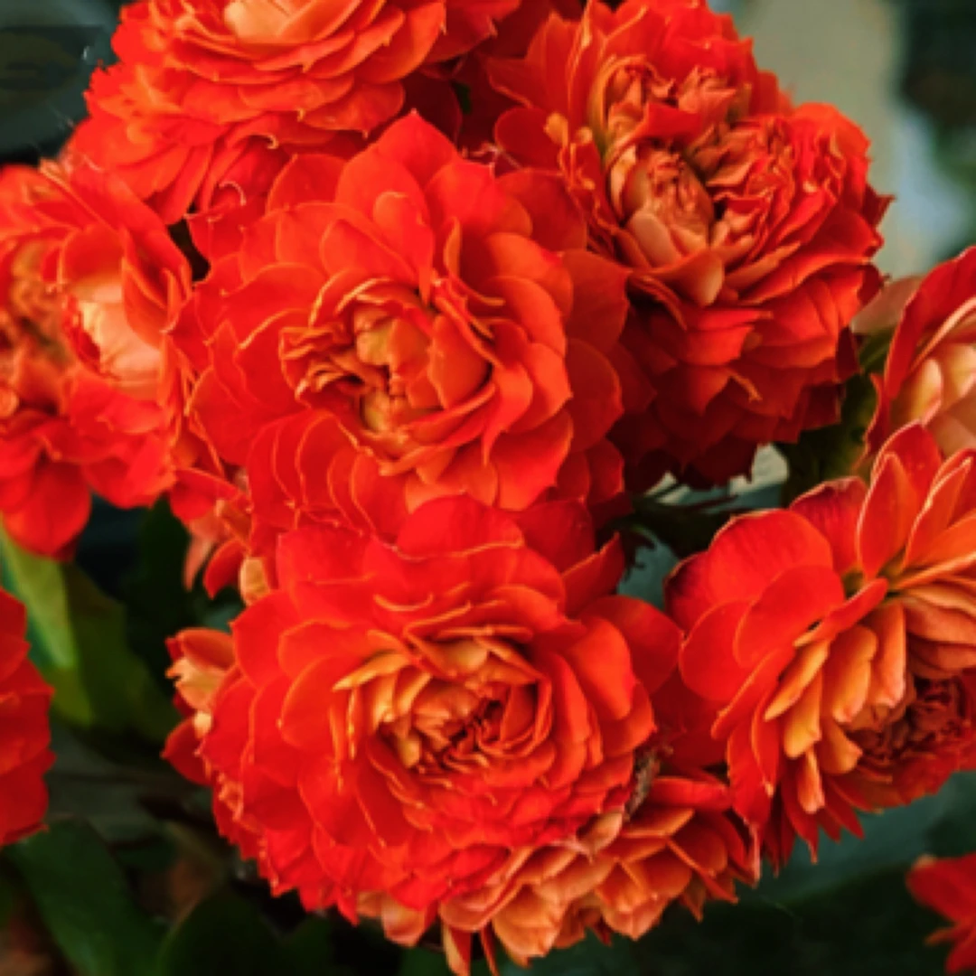 （锦鲤）110盆稀有大花长寿 一代种苗基地直发