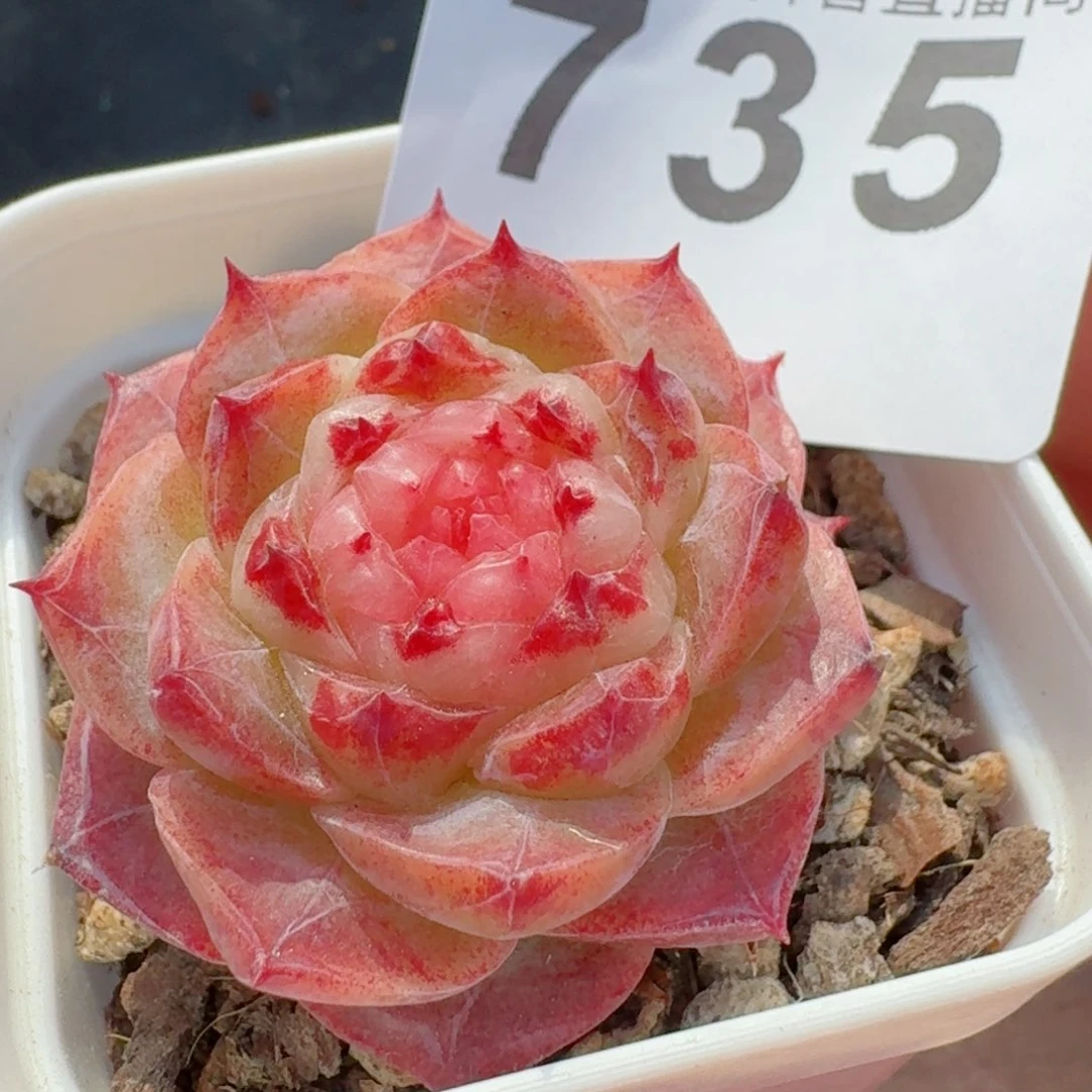 冻唇蜜         精品多肉
