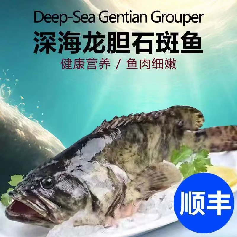 新鲜海捕龙胆石斑鱼 肉质紧实美味 500G左右*3条