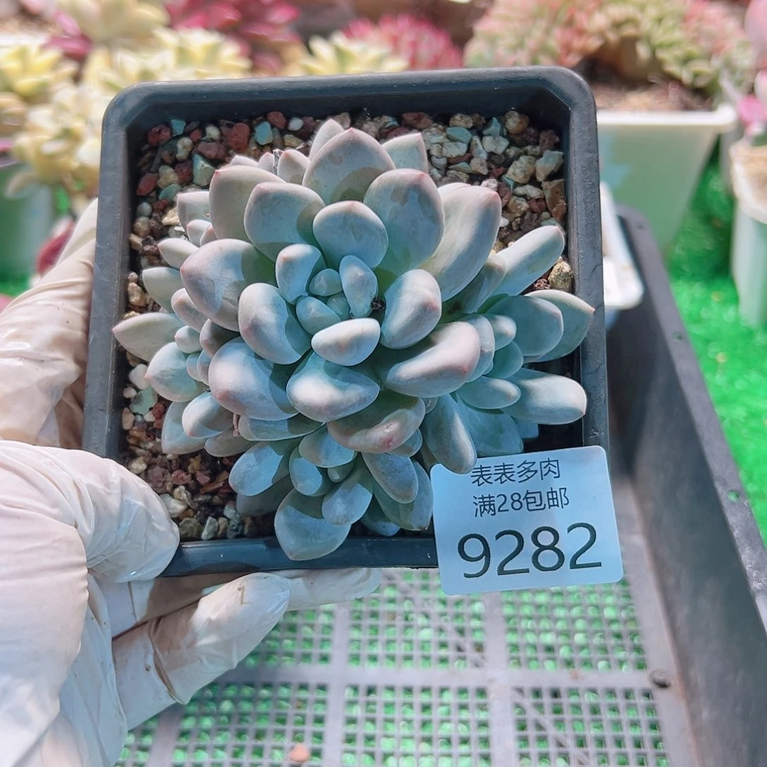 无花朵多肉一物＿拍9282