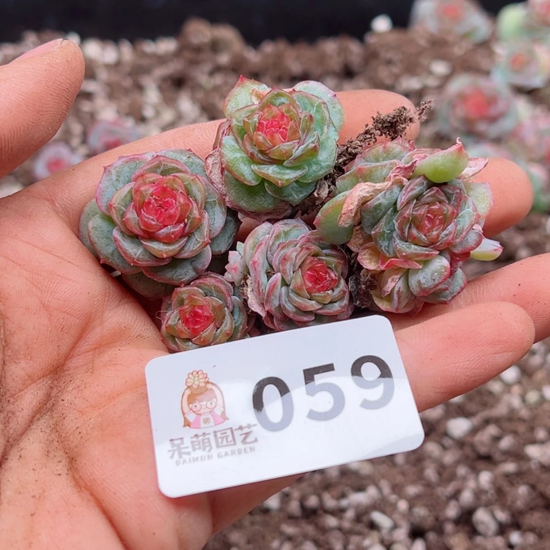 多肉植物多肉植物