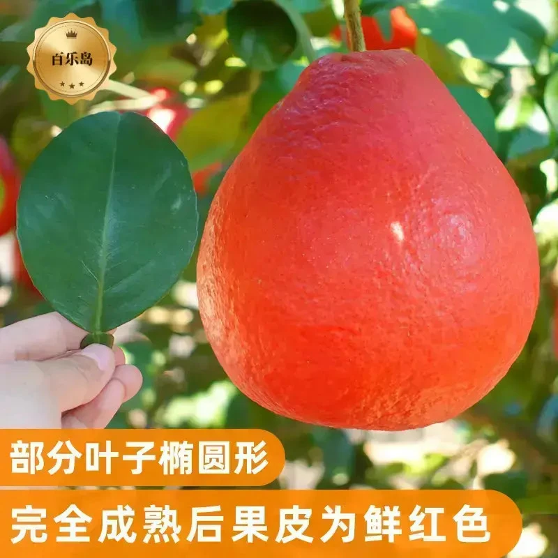 【暹罗香水红柚】大苗泰国三红心柚嫁接苗柚子树新品种纯甜正宗香妃