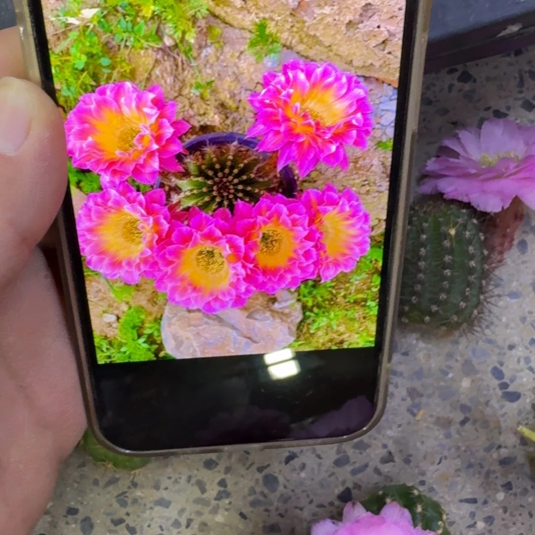 248彩草萤火虫歪无根侧牙4公分左右，20包邮