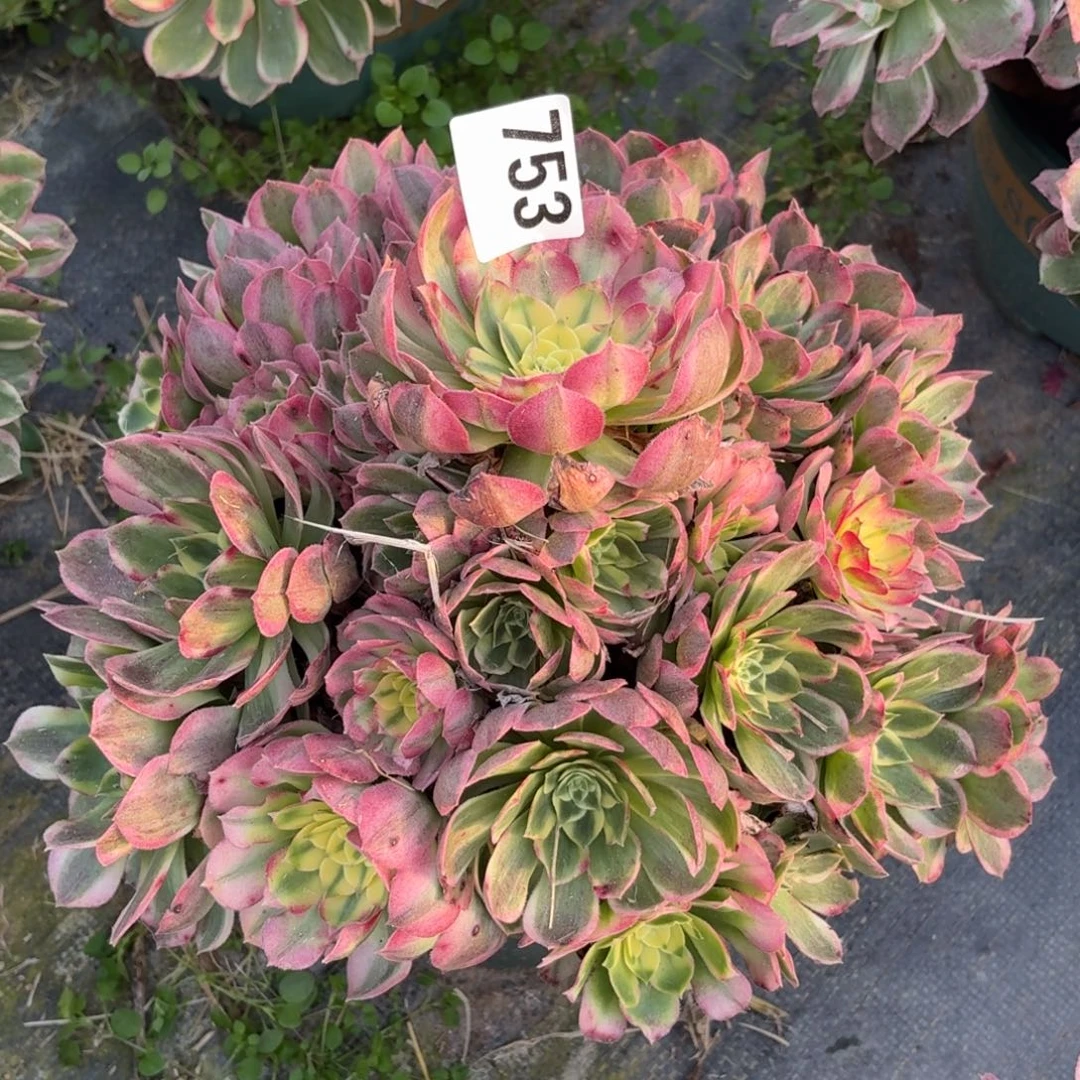 753海鲜多破万植物资源