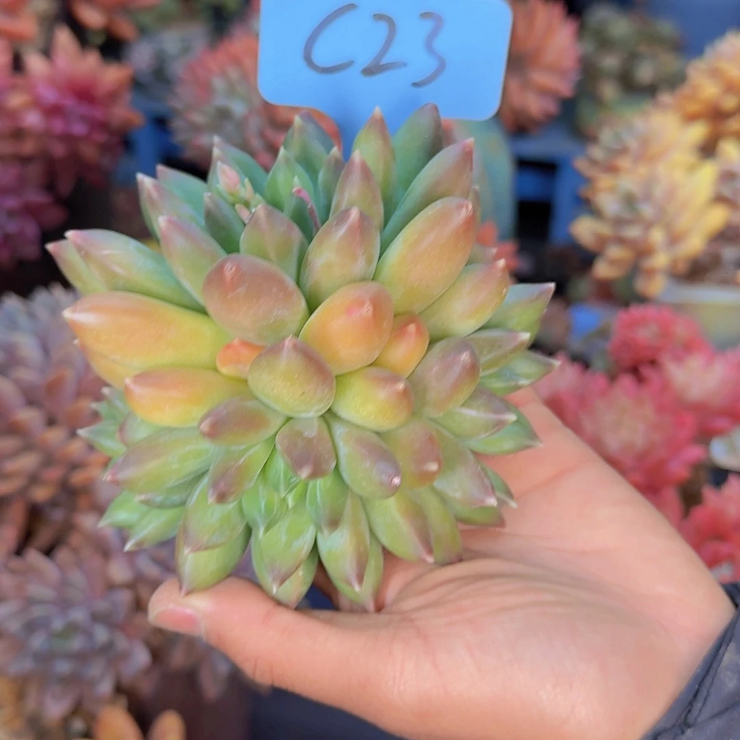 多肉植物的生长发育