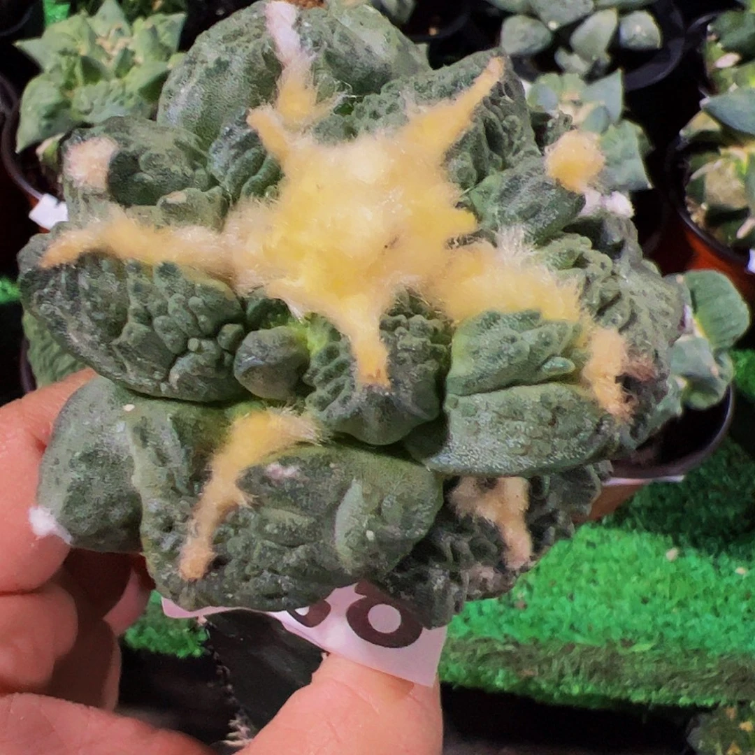 无花朵福利龟甲怒涛588
