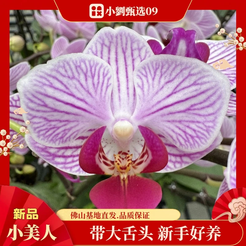 【小美人09】精美蝴蝶兰花卉盆栽佛山基地批发直播次日达(奥利奥)