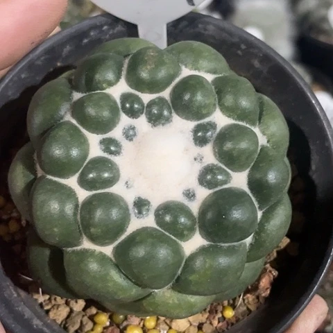 无刺蜘蛛眼8.2公分福利