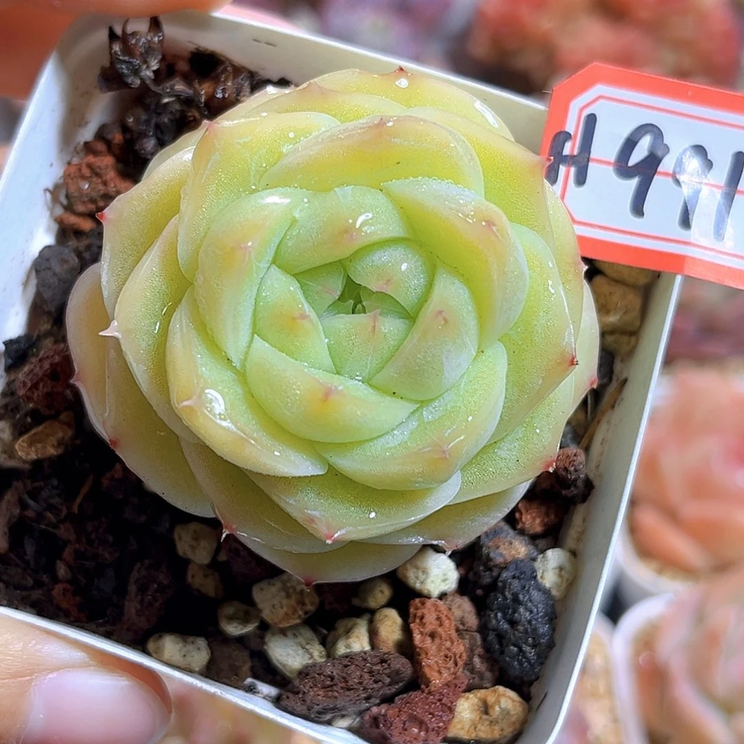 H991 青提珍妮  满18包邮