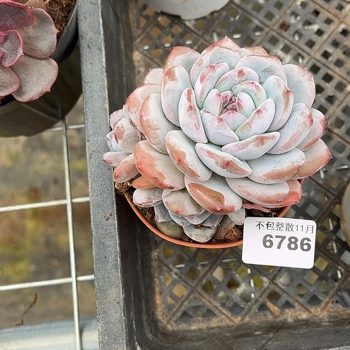 阿雅园艺。        6786星影