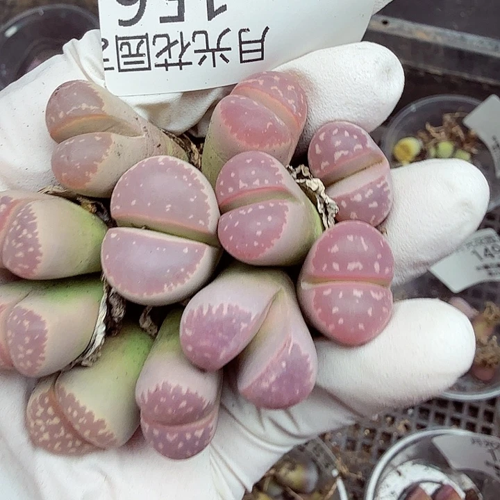 好喜欢看肖蘸在这两156是