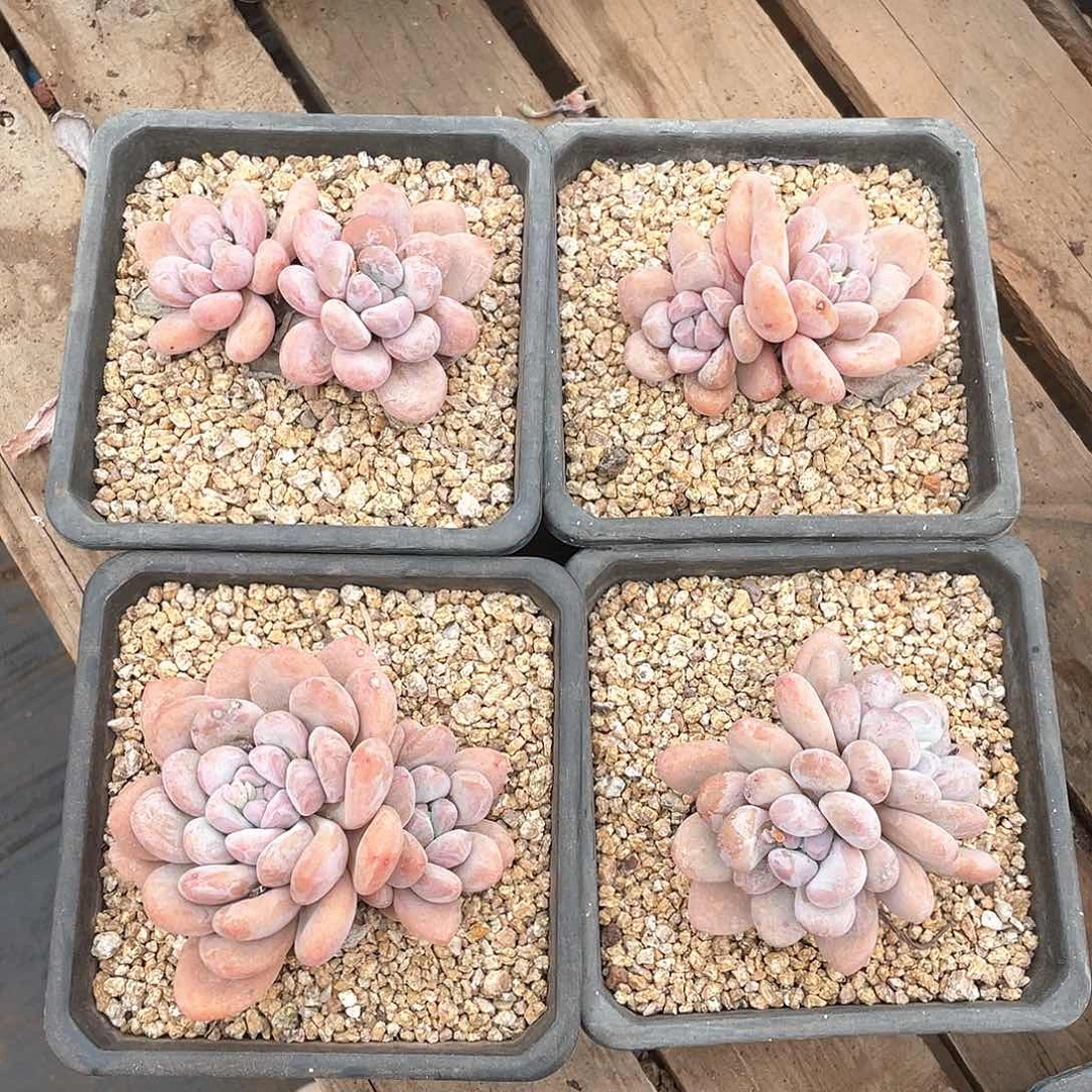 多肉植物多肉植物