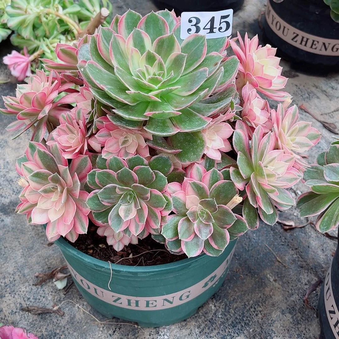 无花朵用****姐多肉植物黑魔锦寄养345