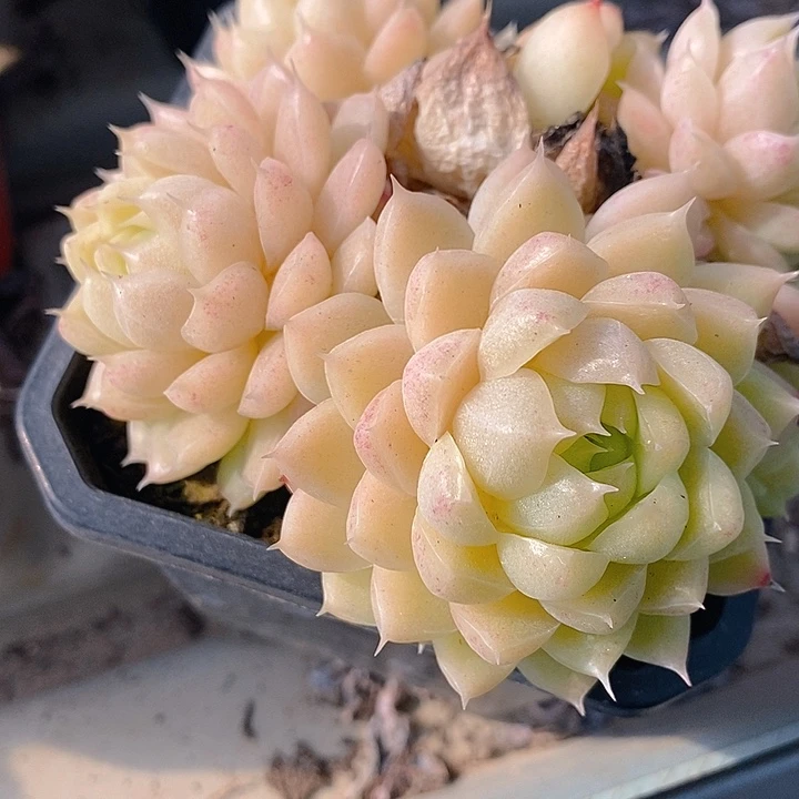 209 多肉植物盆栽花卉