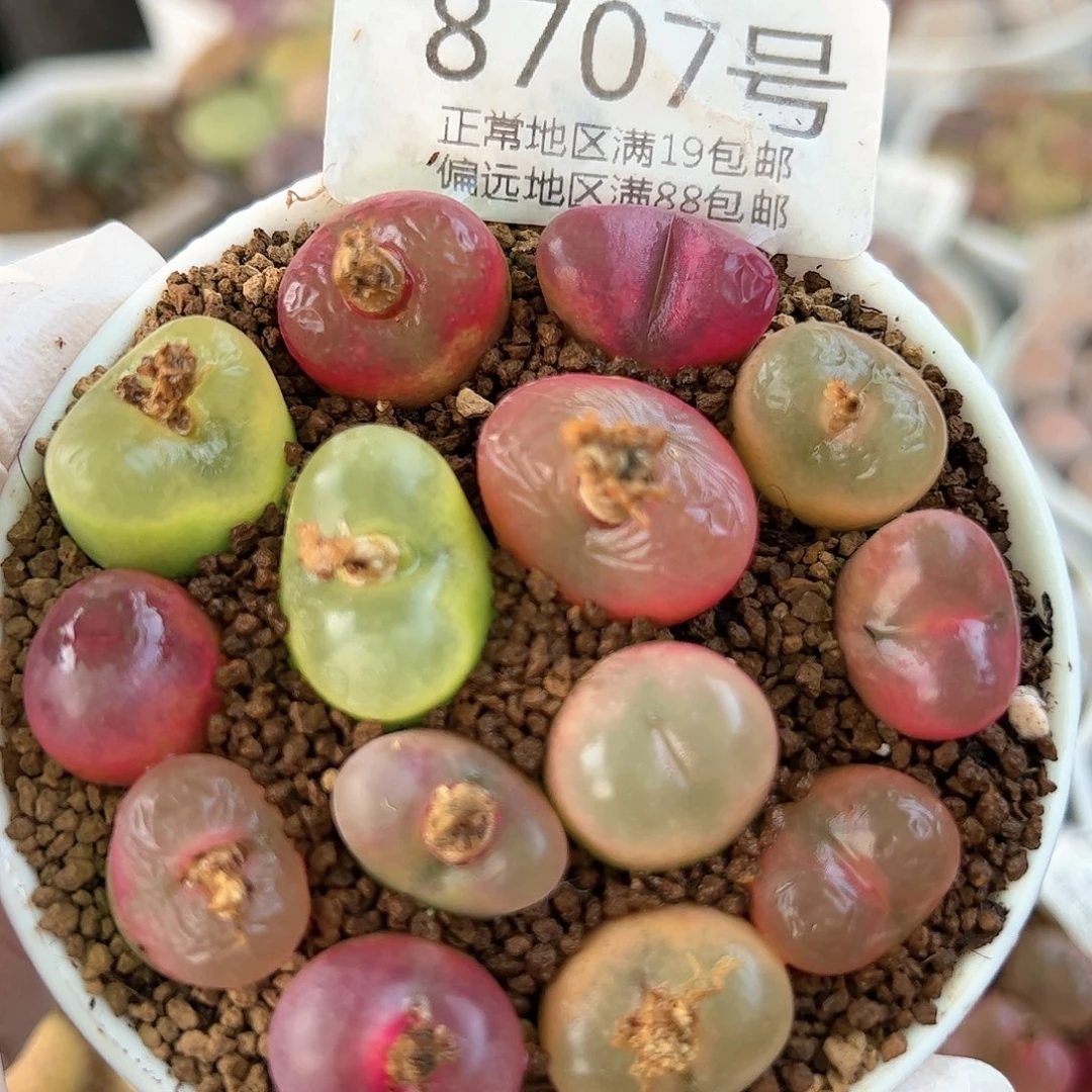 好养易活生石花大母本8707