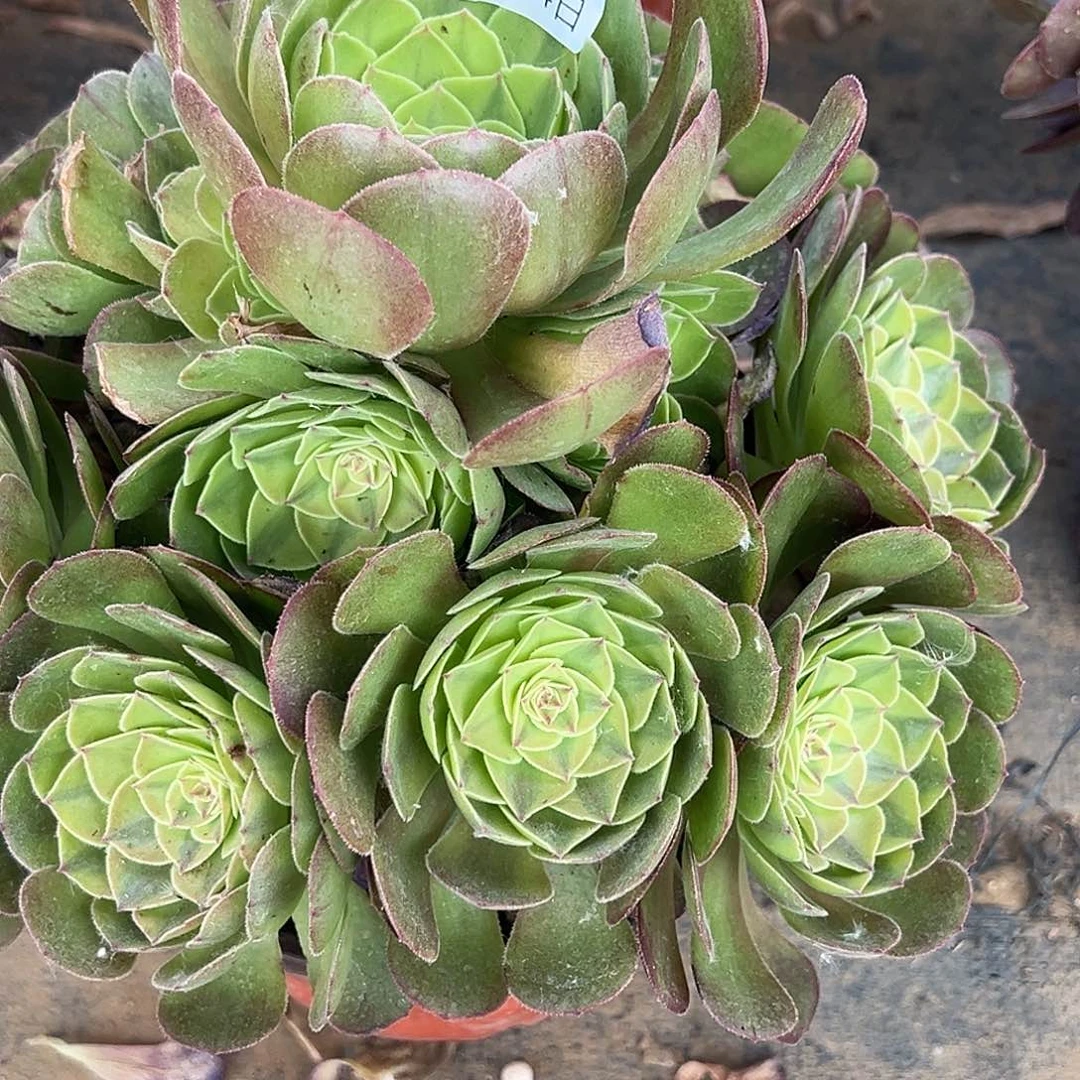 6.24-14雨荷多肉植物1