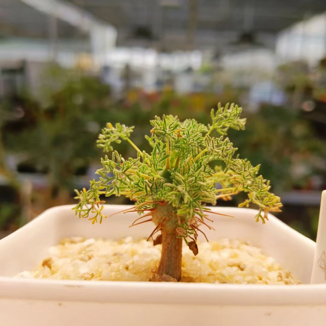 【直播间选款】刺月界实生带盆包邮块根植物