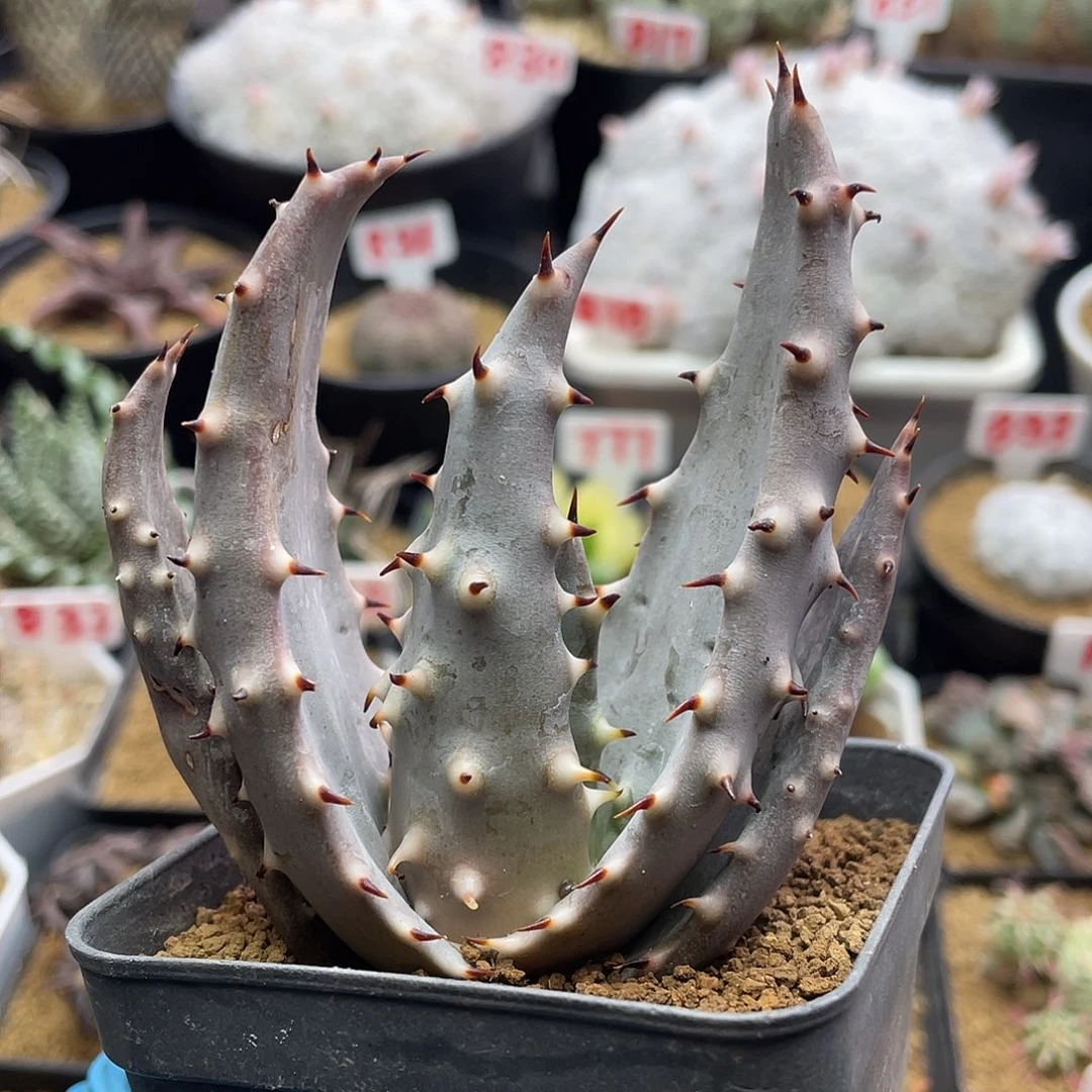 实生宽叶王刺锦芦荟仙人球