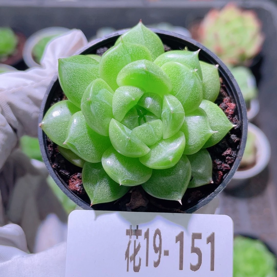 花利美19-151海王