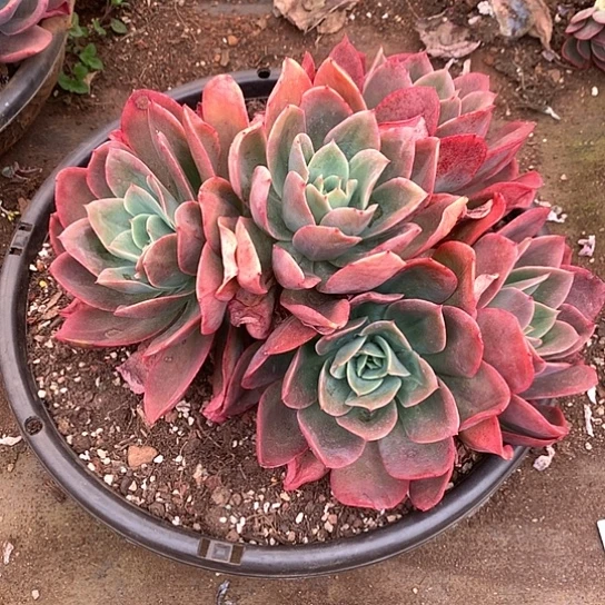 每日特价活动开始啦