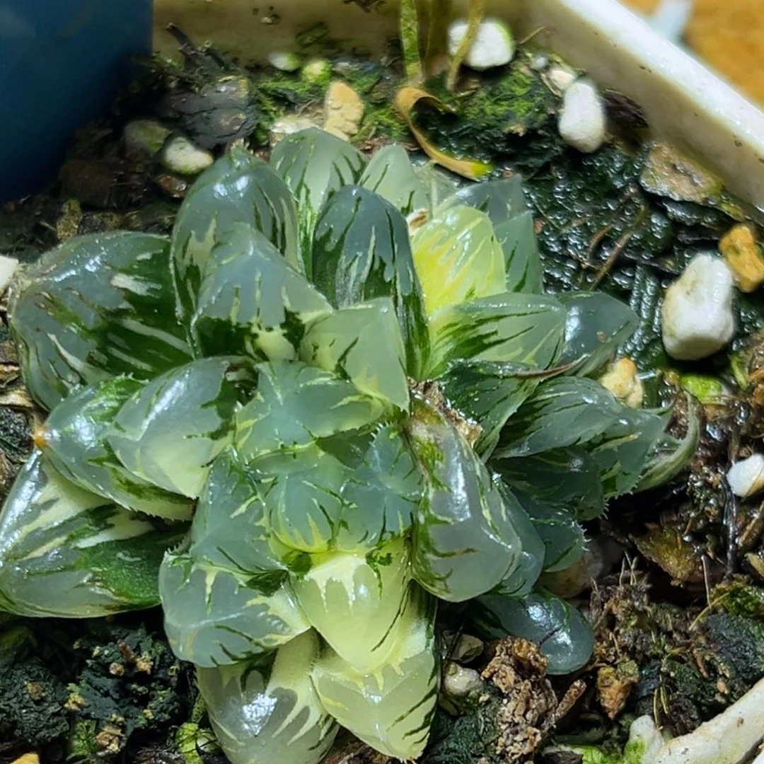 恭喜发财大吉大利0296