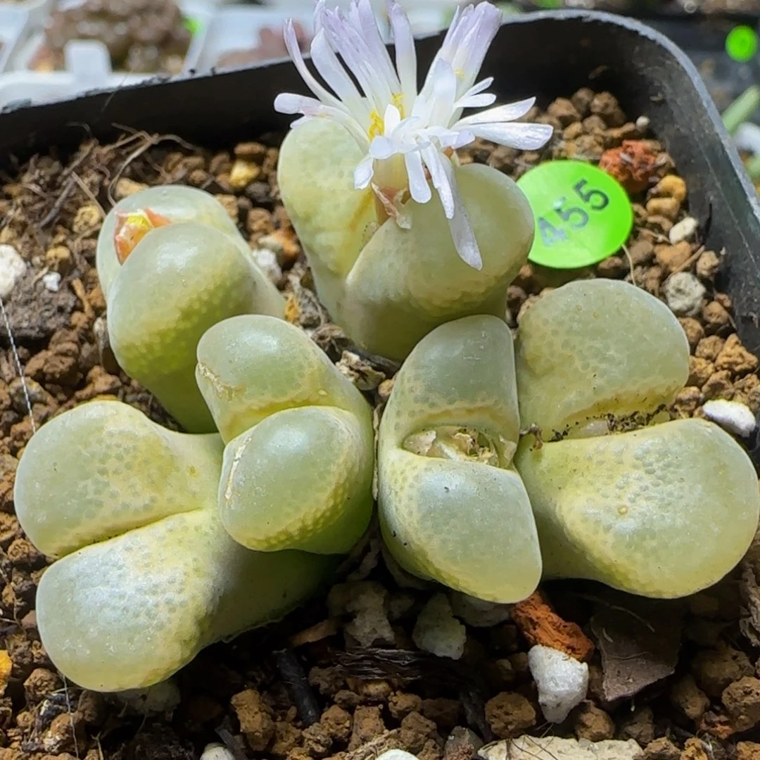 风铃群六头多肉植物455