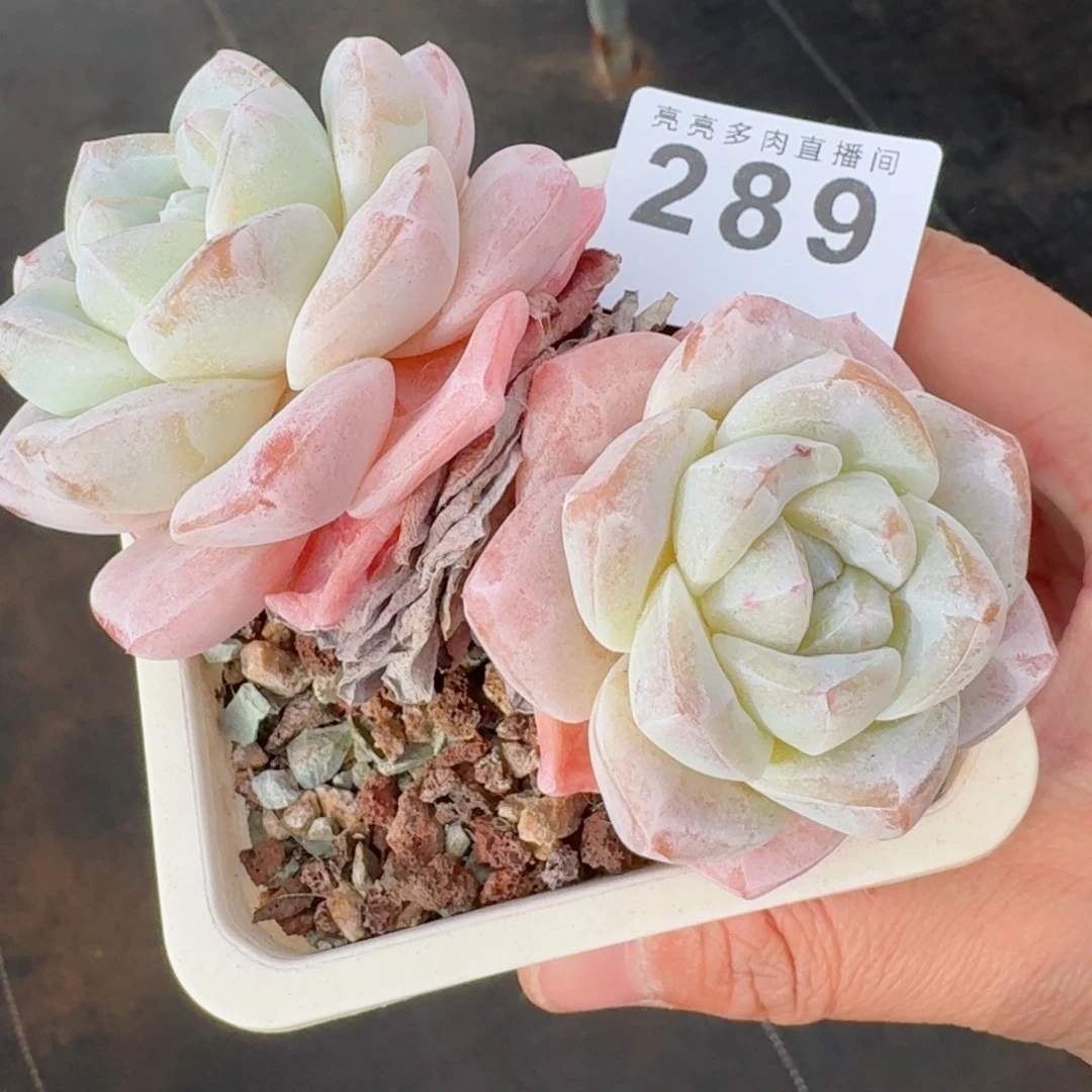 ****呀冰玉老桩      愿你一路坦途，乘风破浪展宏图