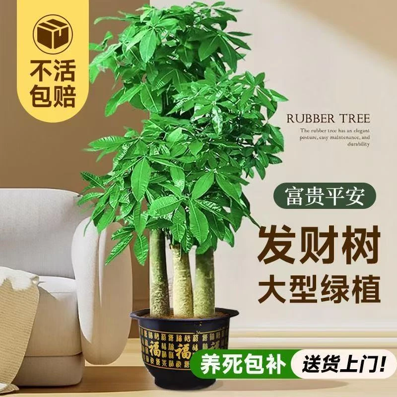 大精品1.6-1.8米大型步步高发财树大型绿植室内开业乔迁送礼佳品